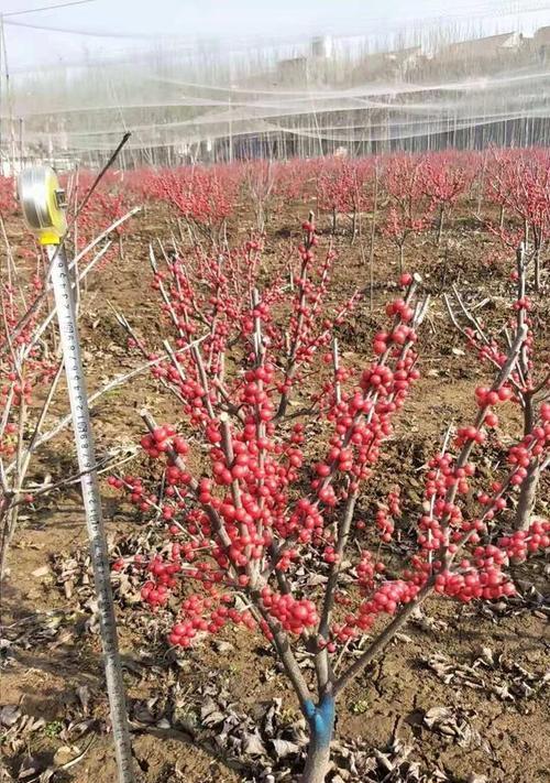 冬青的生长习性特点与生长环境条件（探析冬青在不同生态环境下的成长规律）