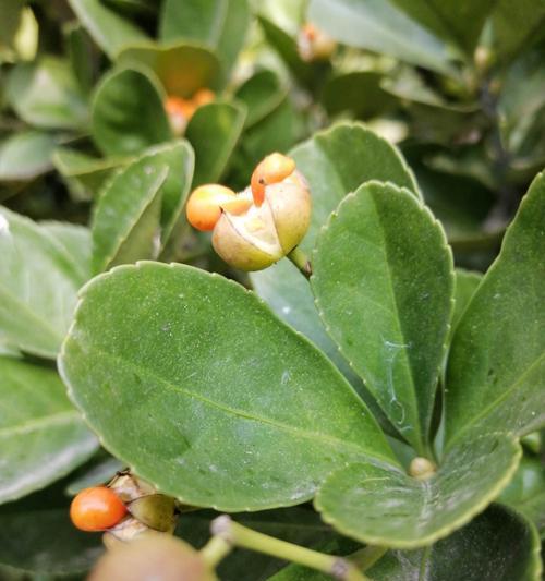 冬青开花全攻略（养几年的冬青才能开花）