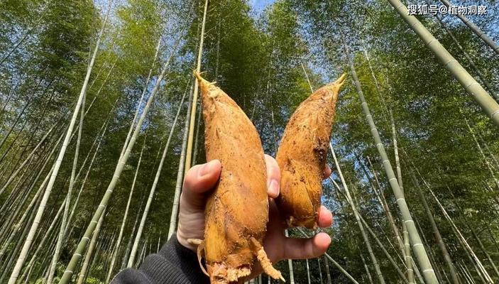 哪里的冬笋最好吃（寻找最美味的冬笋）