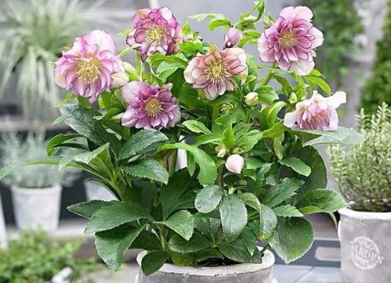 冬天不怕冷的植物大（15种适合冬天种植的植物）