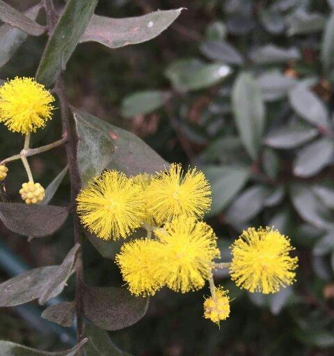 冬季常绿植物的盛宴（让冬季不再枯萎——常绿植物的魅力与应用）
