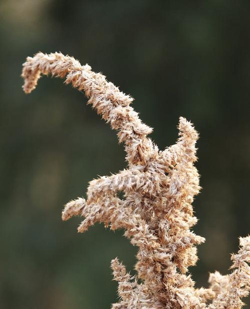 冬日之美：探索寒冷季节中的丰富植被
