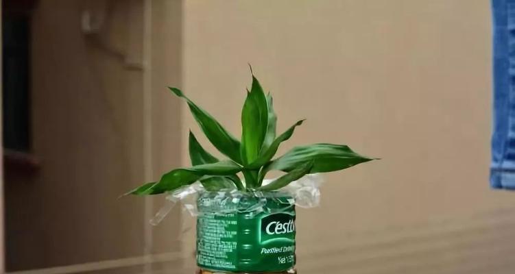 冬季养花（探讨室内花卉冬季生长的最佳方式）
