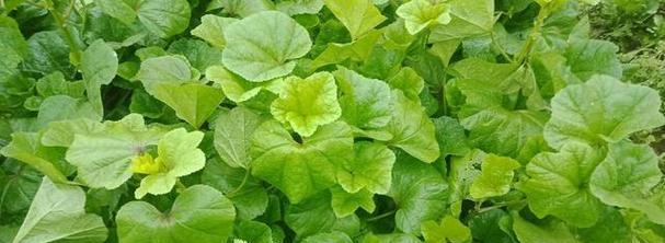 冬苋菜种植技巧大揭秘（最佳种植时间）