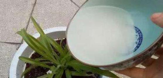 豆饼水的神奇效果——浇花大法（适合浇什么花）