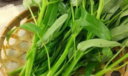 探寻豆腐菜之谜（豆腐菜的别名及营养价值）