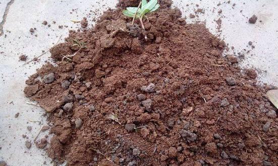 豆腐渣可以做花肥吗（了解豆腐渣的营养成分及其对植物的作用）