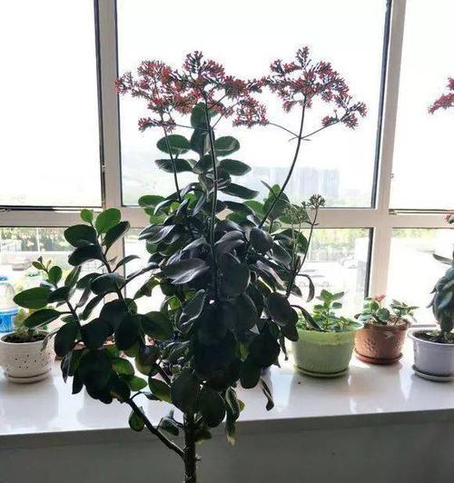豆浆适合浇什么花（解密豆浆浇花的奥秘）