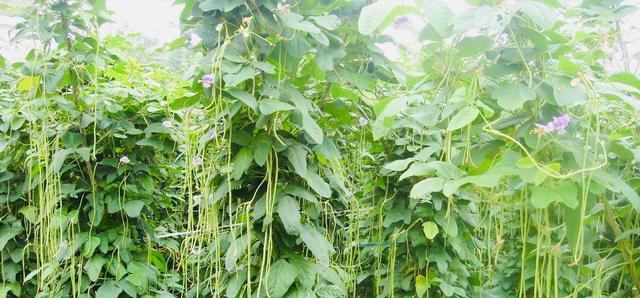 无架豆角的种植方法和时间详解（如何在自家庭院种植高产的无架豆角）