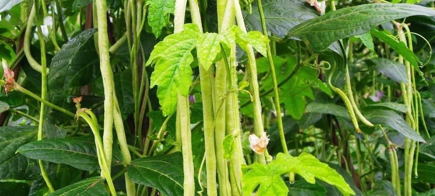 南方豆角种植指南
