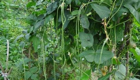 豆角的成熟季节和收获时间（了解豆角的生长周期及收获技巧）