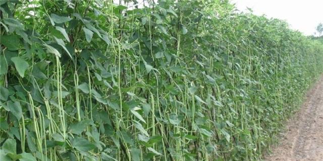 豆角种植季节及注意事项（合适的季节）
