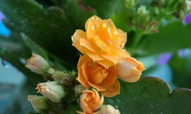 长寿如花（花开寿命长鲜花象征尊敬）