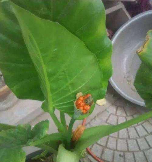 滴水观音植物的意义与寓意（探究滴水观音的神秘之处）