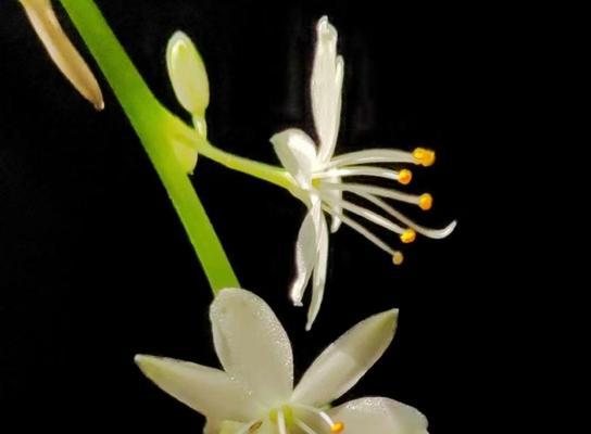 吊兰花语（探索吊兰花的隐含意义）