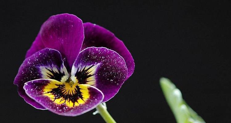 吊竹兰花语（以吊竹兰花语为引）