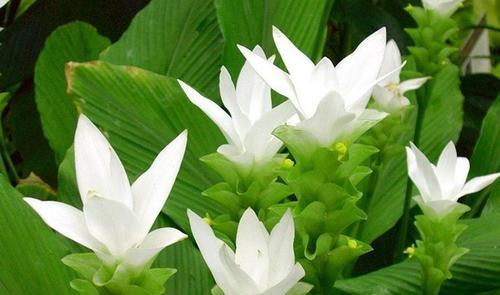 吊竹兰花语（以吊竹兰花语为引）