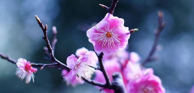 冬天的梅花（极寒之中的生命奇迹）