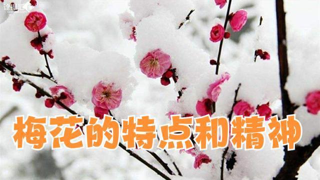 冬日傲雪梅花的特点（冷寂中的坚韧生命力）