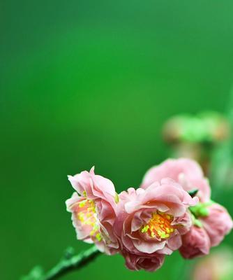 冬日傲雪梅花的特点（冷寂中的坚韧生命力）