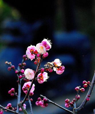 冬天梅花的魅力（白雪中的芳香）