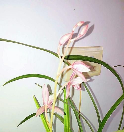 探秘兰花语的深层含义（了解兰花语的由来与传承）