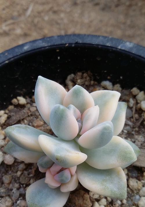 多肉白牡丹花语的深意（唤醒心底的纯真之美）