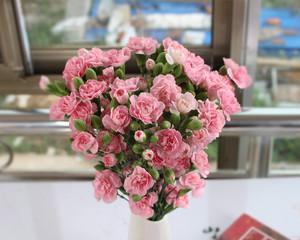 多头康乃馨的花语与寓意（解读多头康乃馨的情感表达和象征意义）