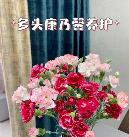 多头康乃馨的花语与寓意（解读多头康乃馨的情感表达和象征意义）