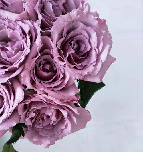多头玫瑰九星蓝狐花语解读（从花朵到意义）
