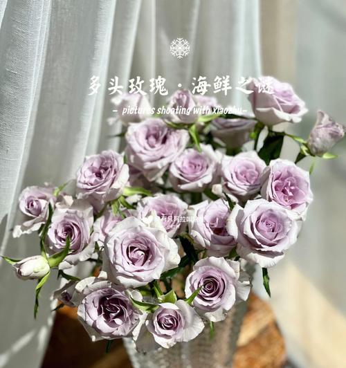 多头玫瑰九星蓝狐花语解读（从花朵到意义）