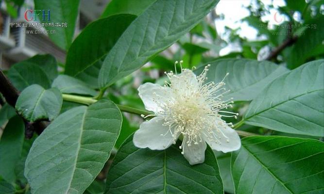 番石榴花语之美——花开寓意如诗如画（探寻番石榴花的芬芳与象征意义）