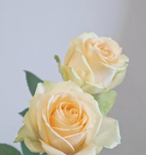 芬德拉玫瑰花语（探索芬德拉玫瑰的神秘符号）