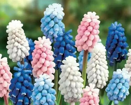 粉风信子的花语及其寓意（揭秘花海中的柔情飘香）