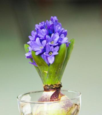 粉风信子的花语及其寓意（揭秘花海中的柔情飘香）