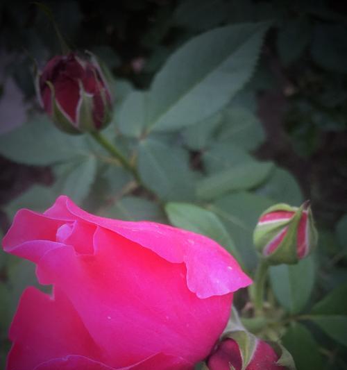 粉红月季花语的美丽寓意（用花语解读粉红月季的花朵魅力）