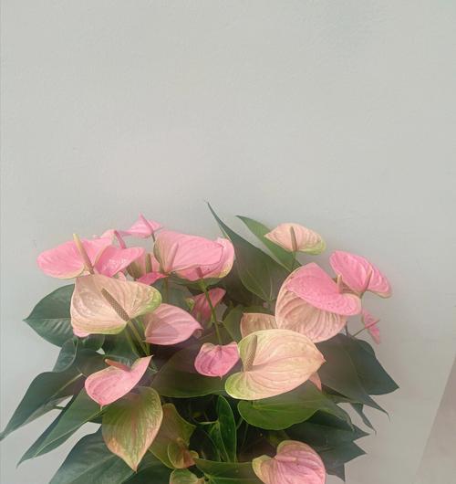 以粉掌配玫瑰，寓意爱情的美妙（绽放的爱意）