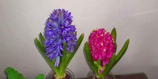 风信子花语及其象征意义（解读风信子的浪漫与希望）
