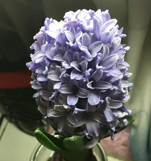 风信子花语及其象征意义（解读风信子的浪漫与希望）