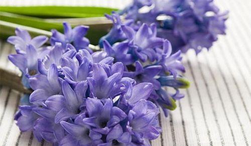风信子花语及其象征意义（解读风信子的浪漫与希望）