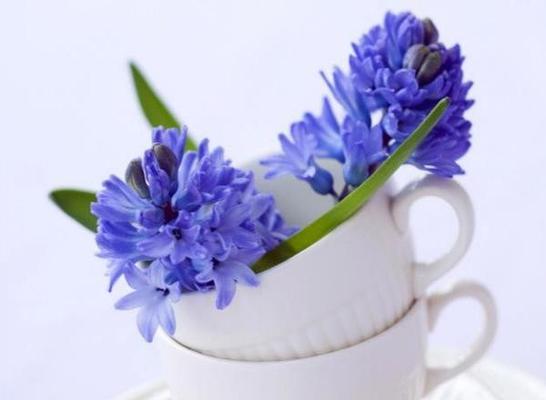 紫色风信子的花语和传说（揭秘紫色风信子的神秘力量）