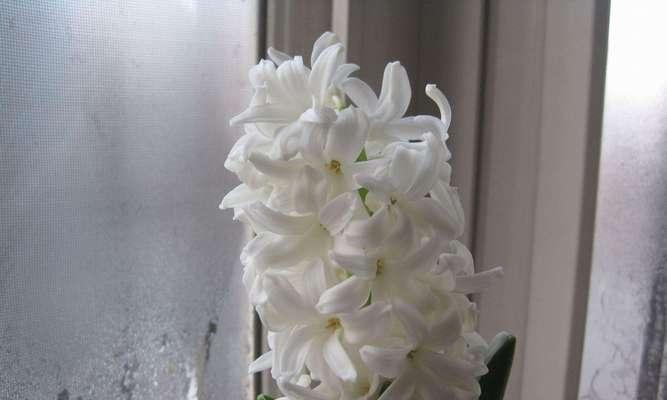 风信子花语与故事（风信子的花语与神话故事）
