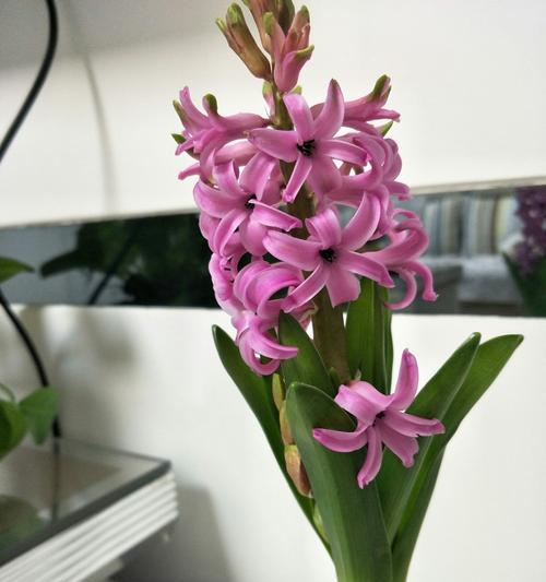 风信子的象征意义与鲜花背后的寓意（神秘的花海中）