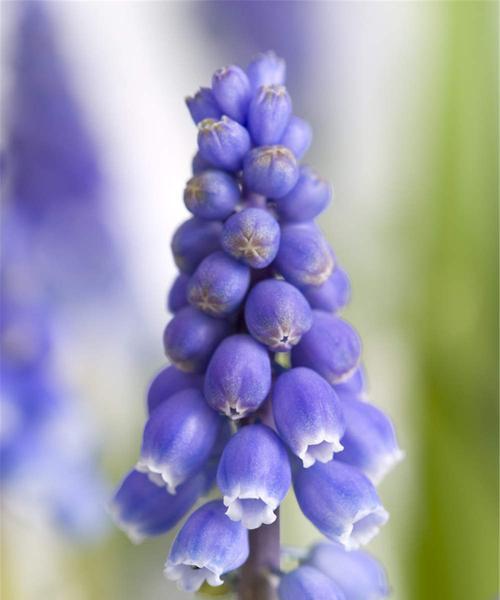 风信子的象征意义与鲜花背后的寓意（神秘的花海中）