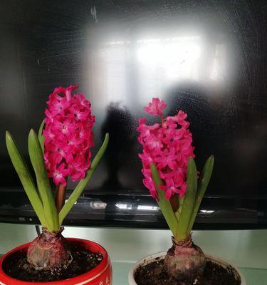 风信子的花语之美（用花语解读风信子的五种颜色）