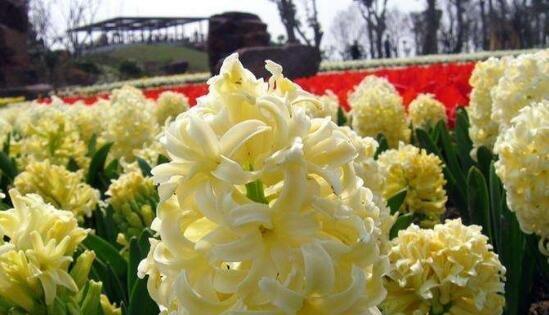 风信子的花语之美（用花语解读风信子的五种颜色）