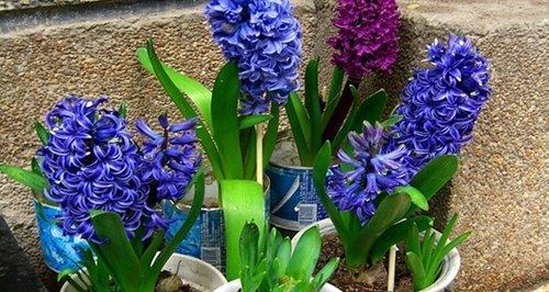 风信子的花语与寓意（探寻风信子花语的深层意义）
