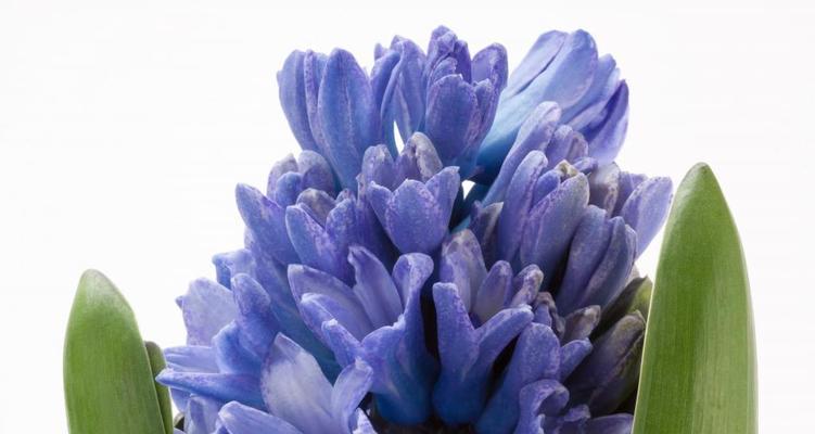 风信子的花语与寓意（探寻风信子花语的深层意义）