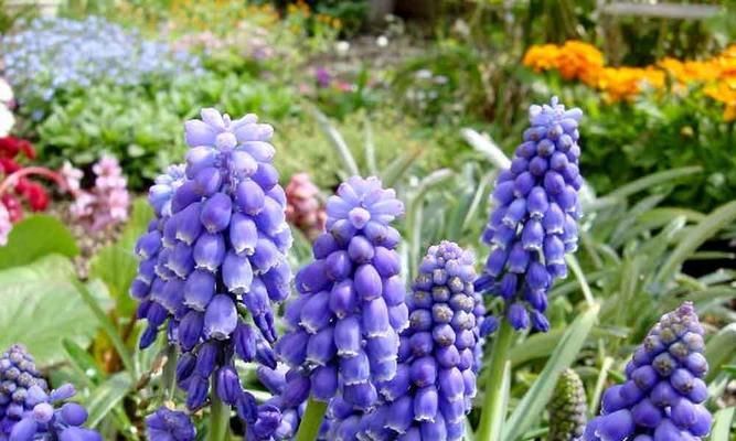 风信子花语与特性（探究风信子的神秘花语和特点）