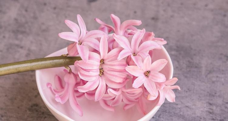 风信子花语与特性（探究风信子的神秘花语和特点）